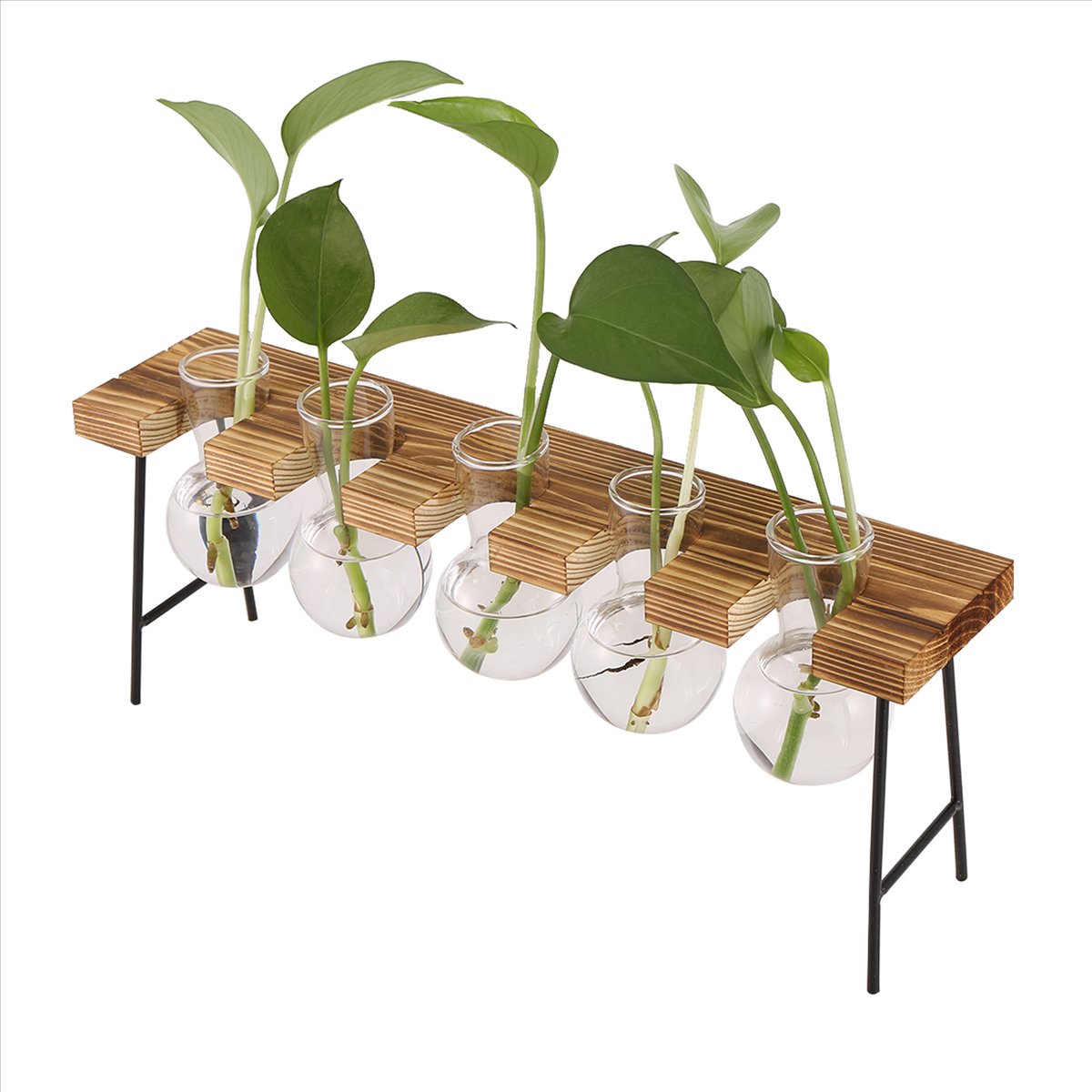 Estaciones de Propagación ABFS - Propagation Station Vase reseña y precio