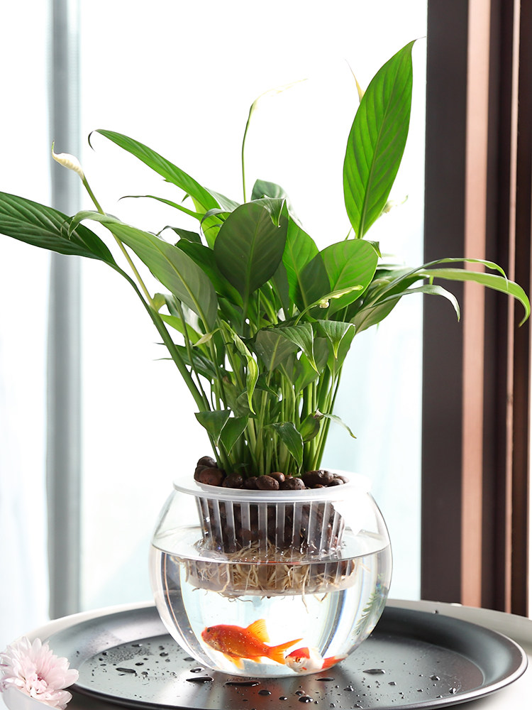 Jarrón de Vidrio Hidropónico,  - Propagation Station Vase reseña y precio